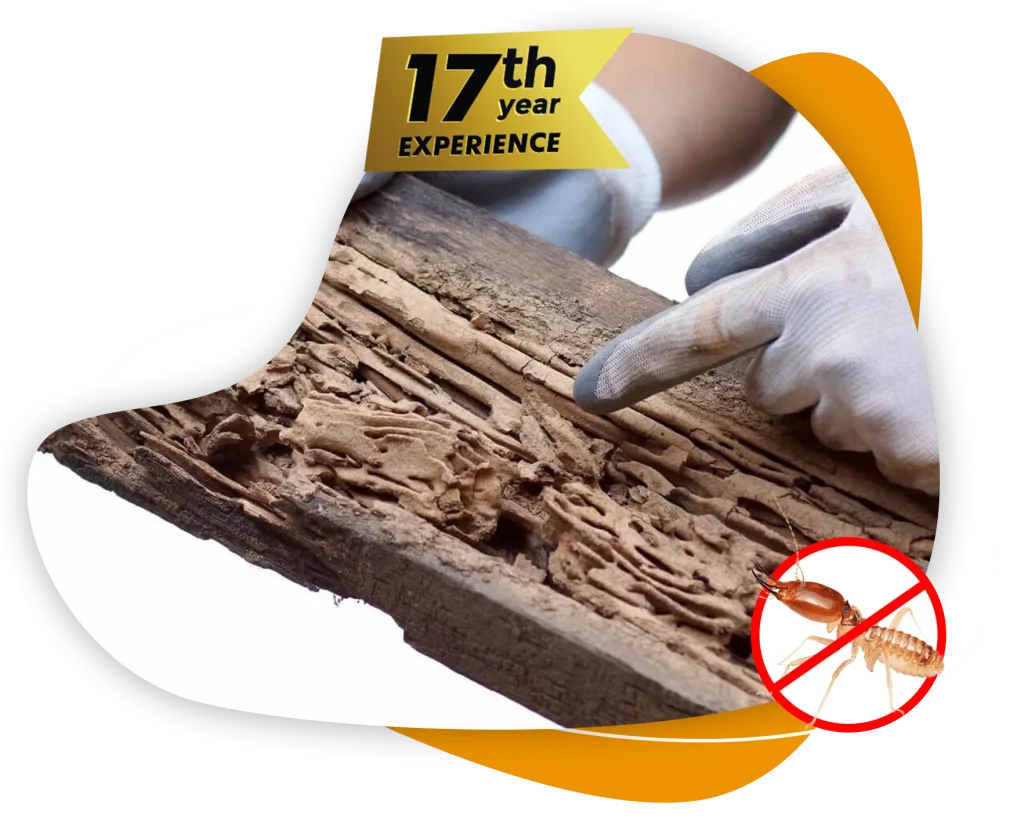 anti rayap insekta