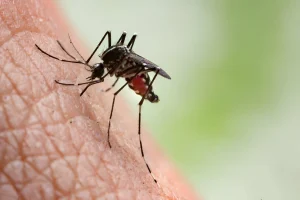 nyamuk chikungunya